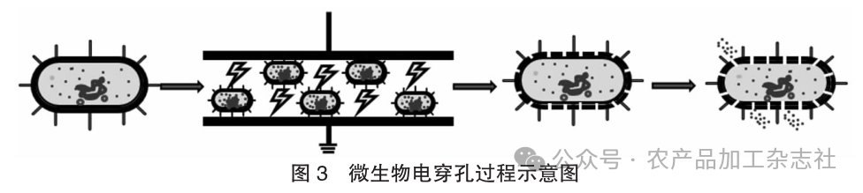 图 3微生物电穿孔过程示意图.png