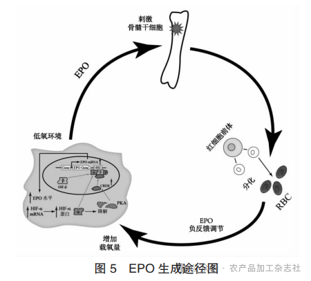 图 5 EPO 生成途径图.png