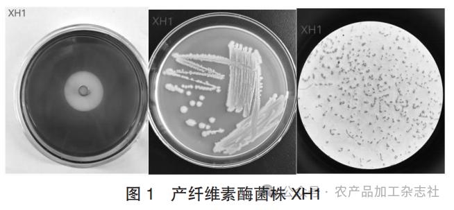图 1 产纤维素酶菌株 XH1.png