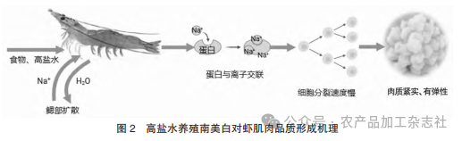 图 2 高盐水养殖南美白对虾肌肉品质形成机理.png
