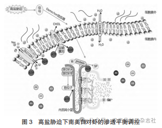 图 3 高盐胁迫下南美白对虾的渗透平衡调控.png