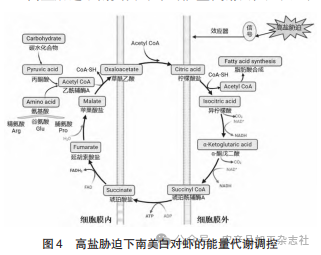 图 4 高盐胁迫下南美白对虾的能量代谢调控.png