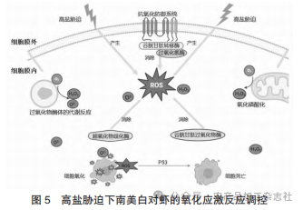 图 5 高盐胁迫下南美白对虾的氧化应激反应调控.png