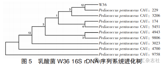 图 5 乳酸菌 W36 16S rDNA 序列系统进化树.png