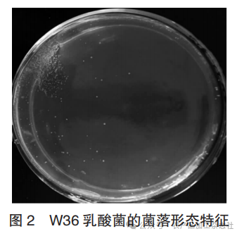 图 2 W36 乳酸菌的菌落形态特征.png