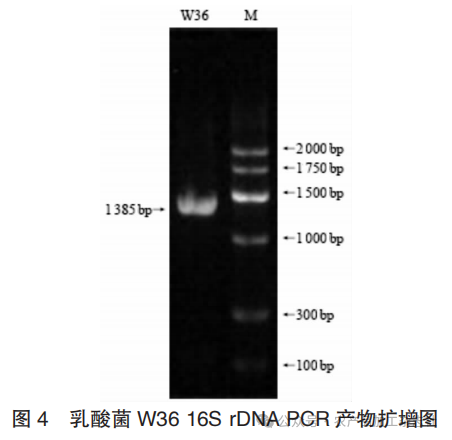 图 4 乳酸菌 W36 16S rDNA PCR 产物扩增图.png