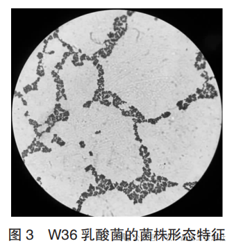 图 3 W36 乳酸菌的菌株形态特征.png