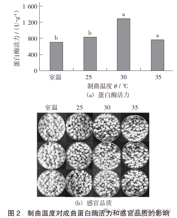 图 2 制曲温度对成曲蛋白酶活力和感官品质的影响.png