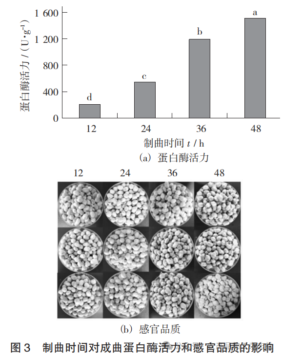 图 3 制曲时间对成曲蛋白酶活力和感官品质的影响.png