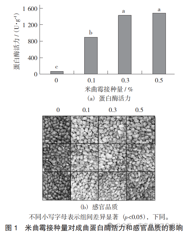 图 1 米曲霉接种量对成曲蛋白酶活力和感官品质的影响.png