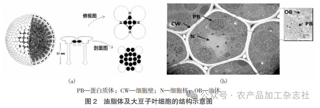 图 2 油脂体及大豆子叶细胞的结构示意图.png