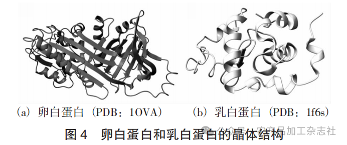 图 4 卵白蛋白和乳白蛋白的晶体结构.png