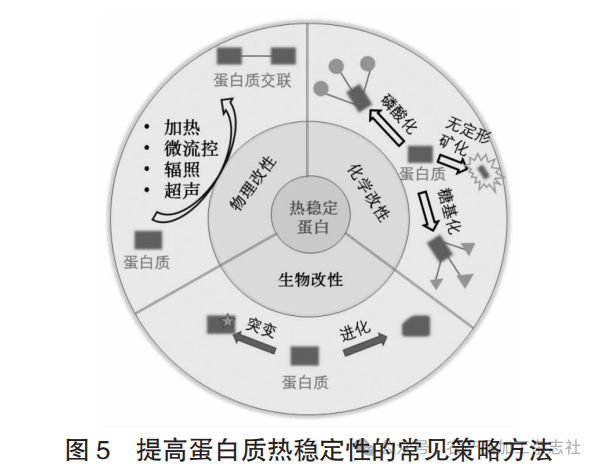 图 5 提高蛋白质热稳定性的常见策略方法.png
