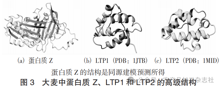 图 3 大麦中蛋白质 Z、 LTP1 和 LTP2 的高级结构.png